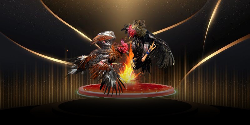 những hình thức đá gà 
